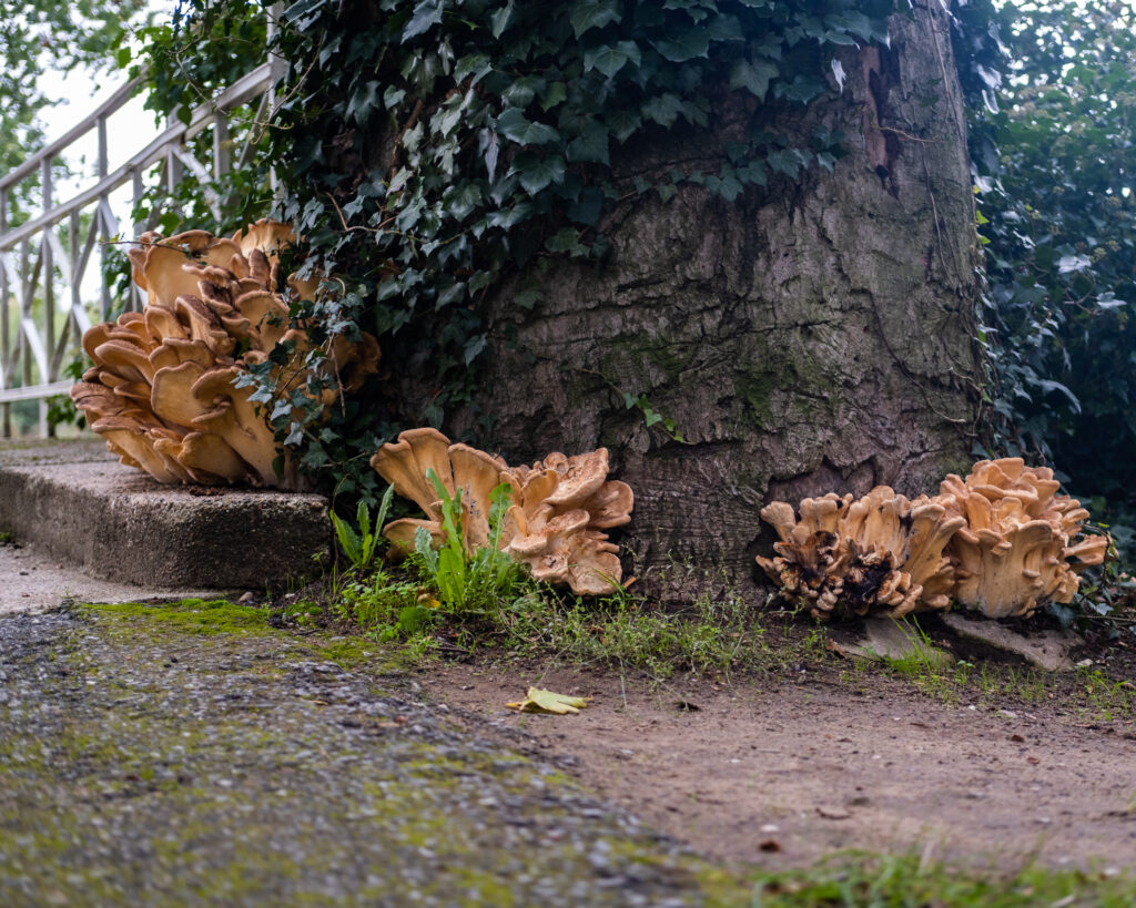 20221002_132019_XE4_1702 Bild 1702, Arboretum Grenzenlust