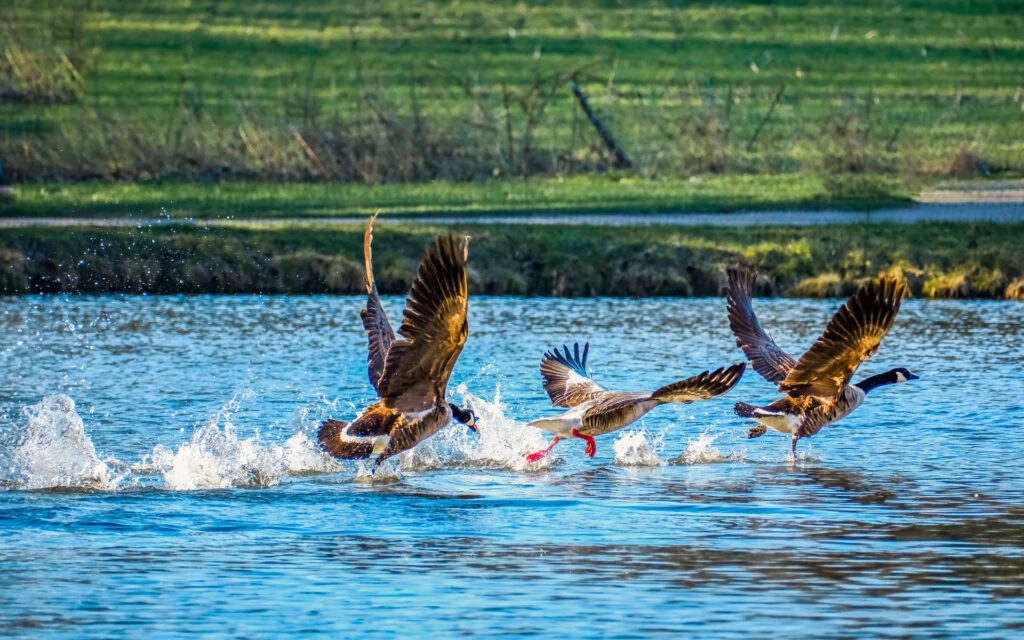 Bild 51511 - Abflug in Raesfeld