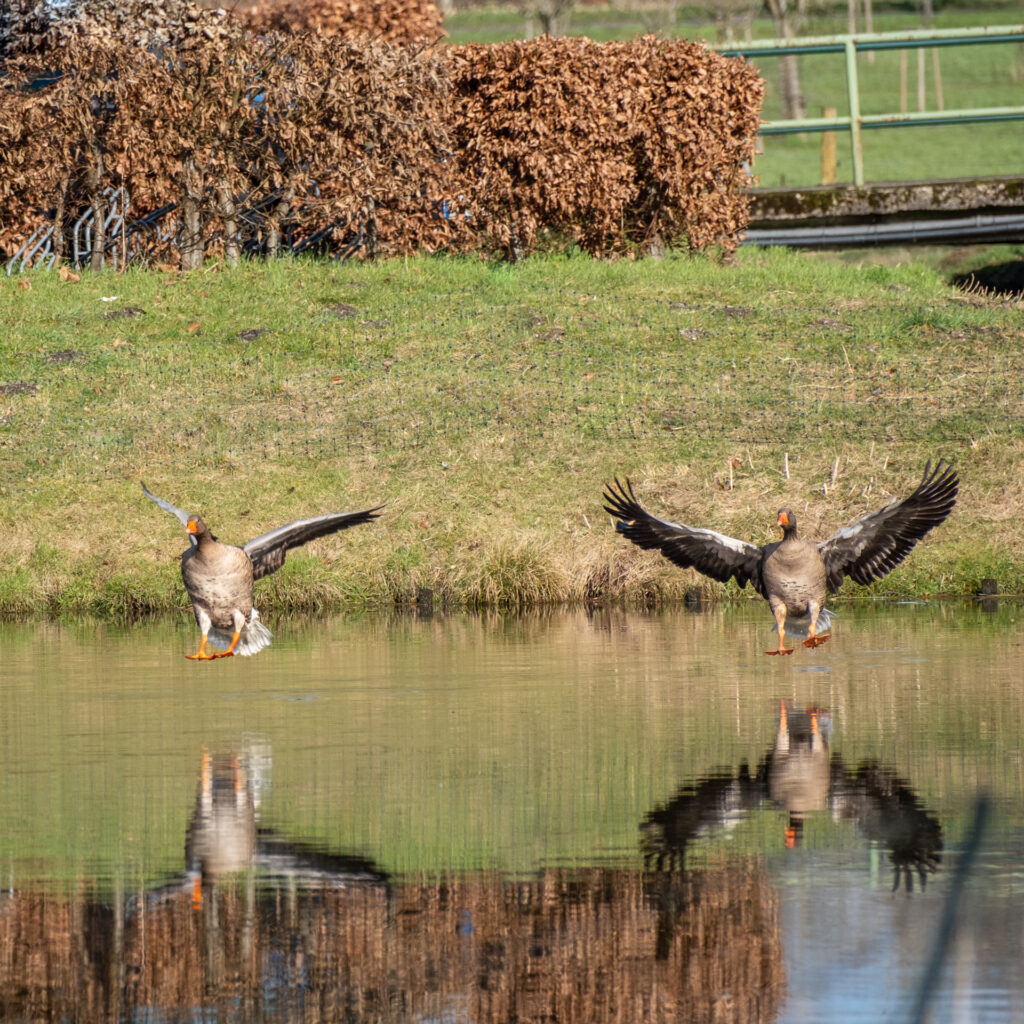Bild 53378 - Wir landen in Raesfeld