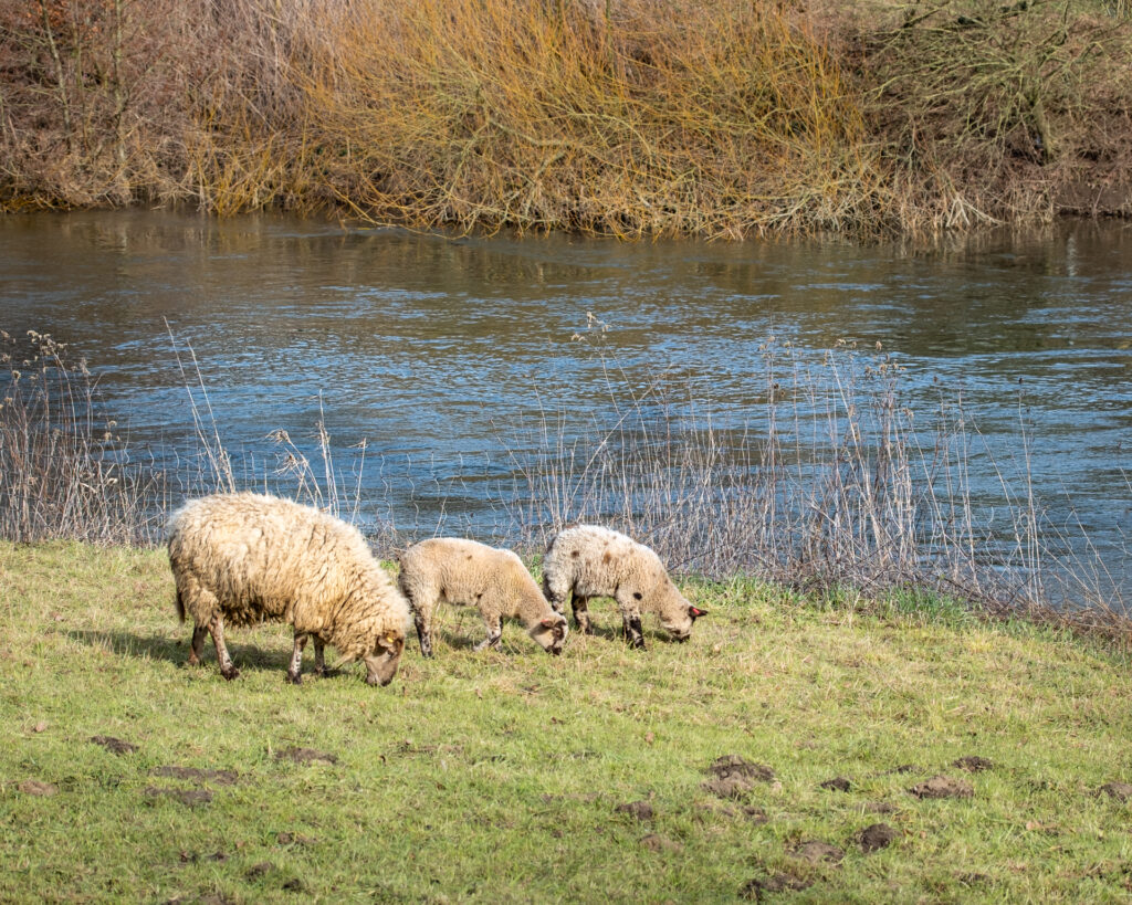 Bild 55366 | Vorfrühlings-Romantik in Krudenburg
