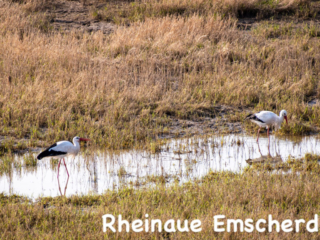 6A6533D8-95D4-4EB9-8CBB-D3F4FFA2581F