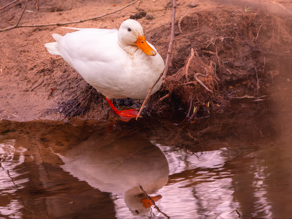 20250331-XT5I0692-960×720