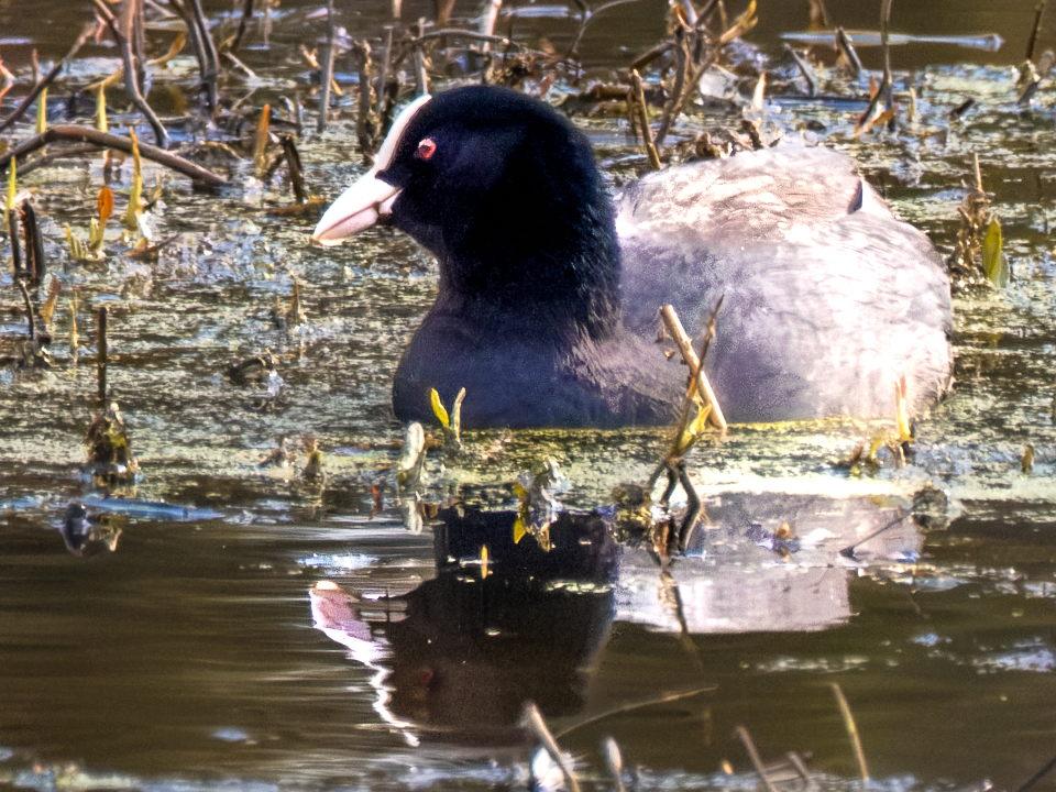 20250331-XT5I0724-960×720