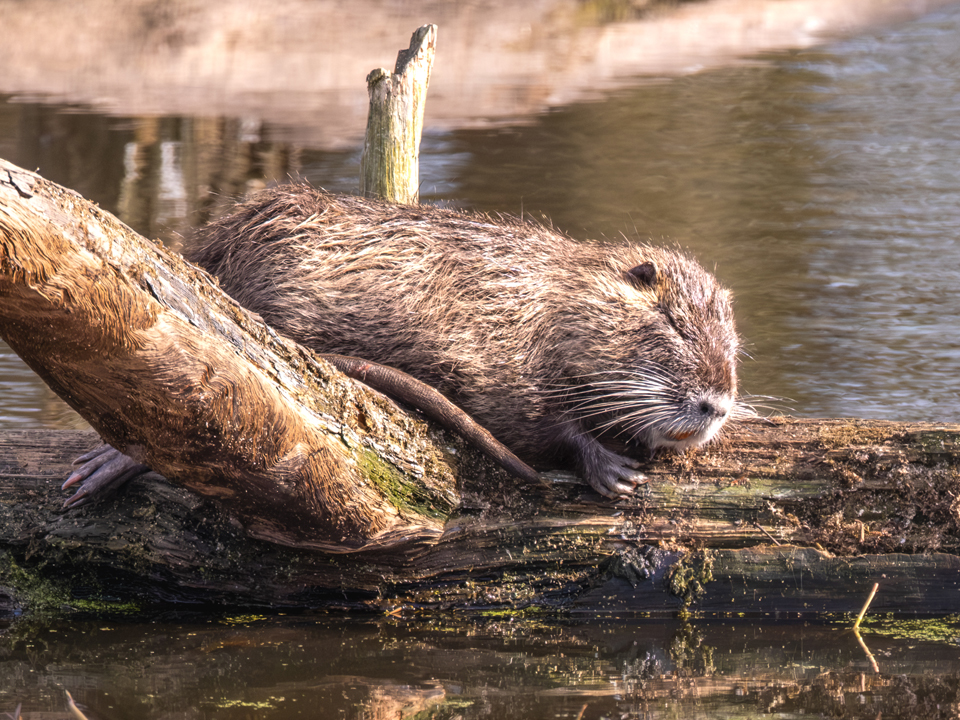 20250331-XT5I0731-960×720