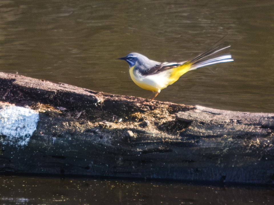 20250331-XT5I0744-960×720