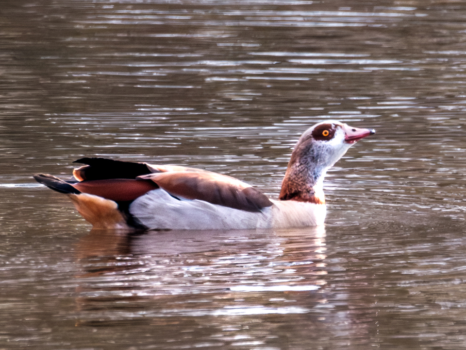 20250331-XT5I0817-960×720