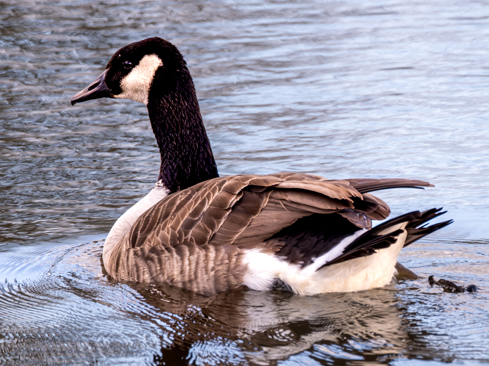 20250331-XT5I1230-960×720