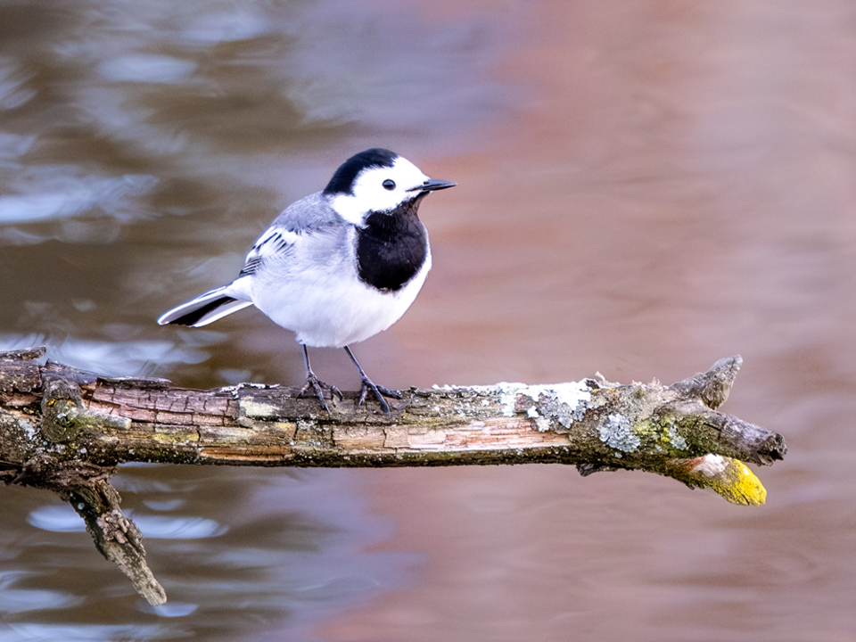 20250331-XT5I1489-960×720