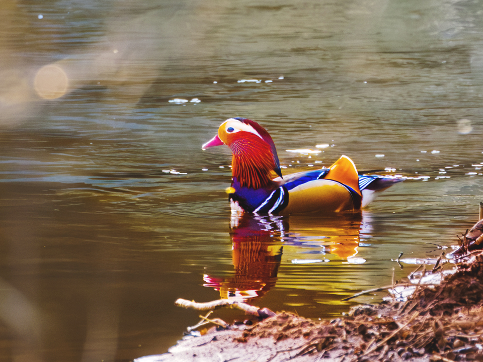 20250331-XT5I1608-960×720