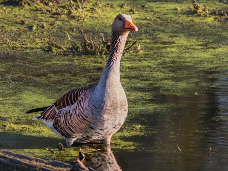 20250407-XT5I2333-960×720