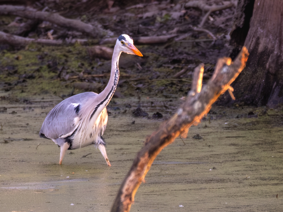 20250407-XT5I2458-960×720