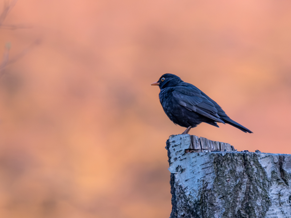 20250407-XT5I2505-960×720