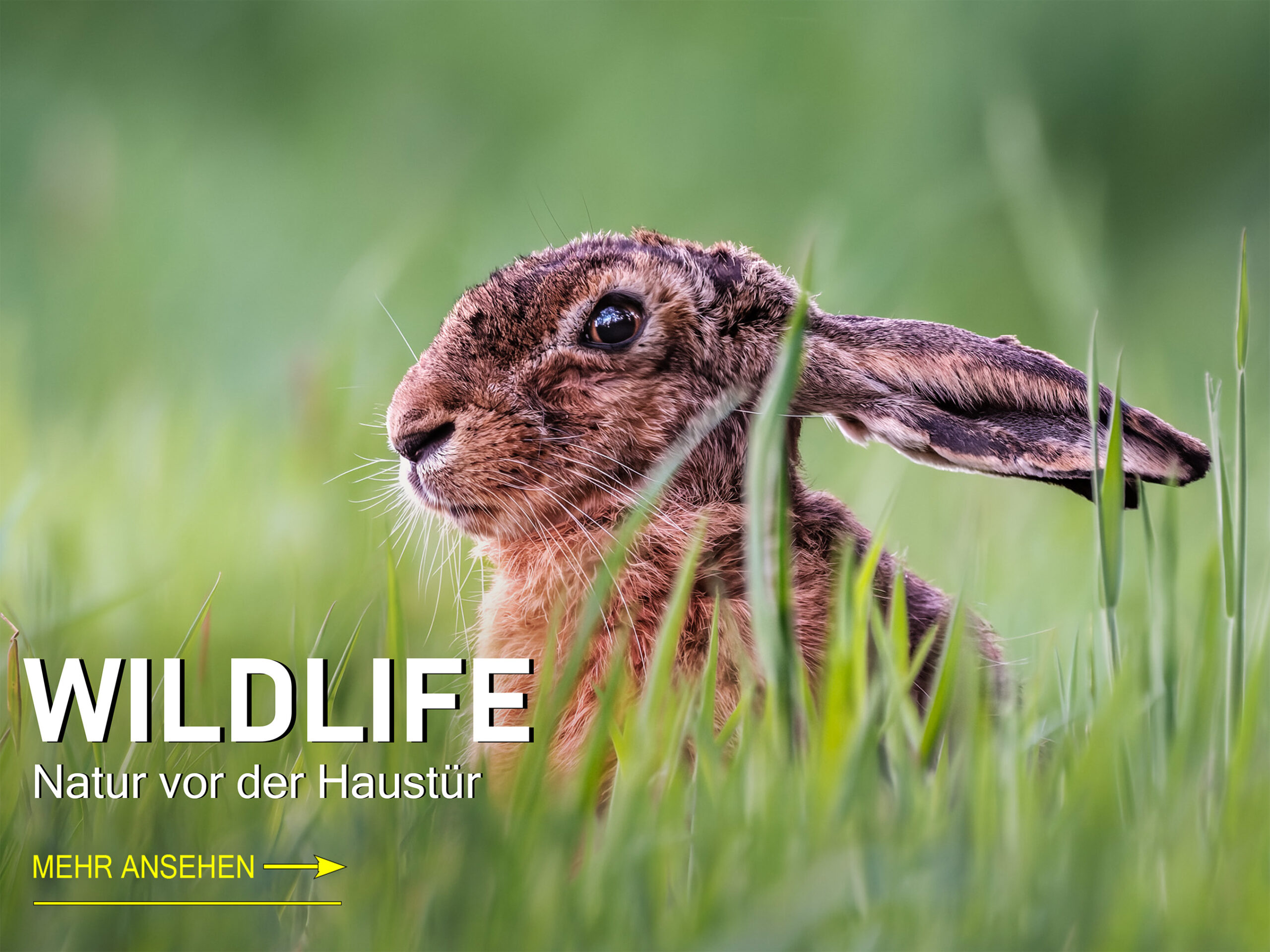 Wildlife – Natur vor der Haustür