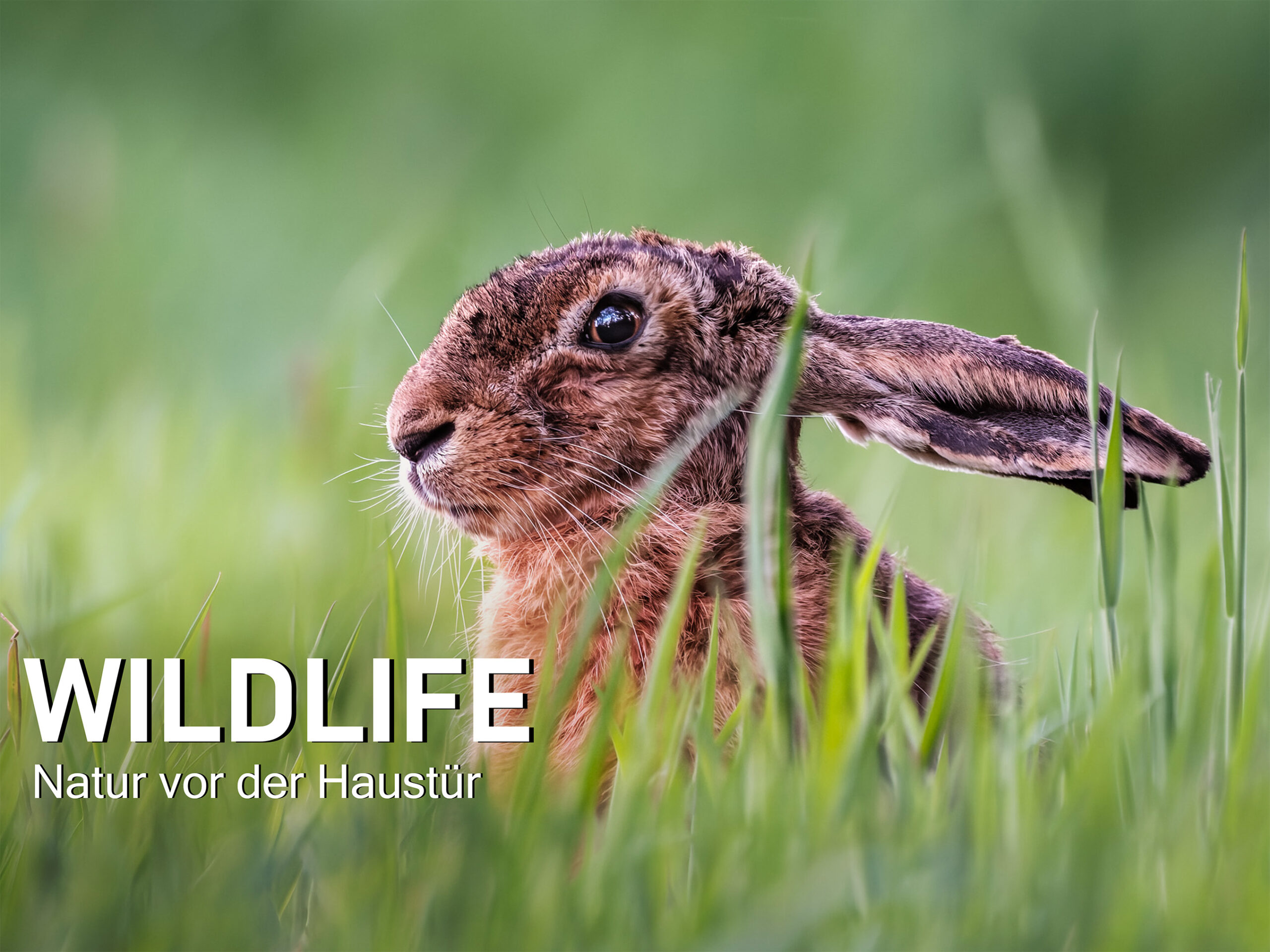Wildlife – Natur vor der Haustür
